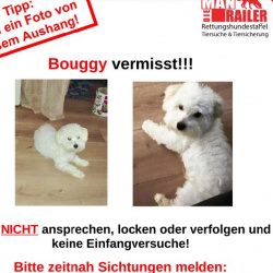 Profilbild von Bouggy in Meckenheim vermisst 