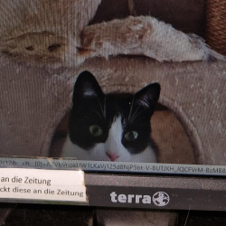 Profilbild von Vermisste Katze in Bad Breisig 