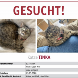 Profilbild von Tinka in Bonn vermisst