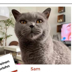 Profilbild von Sam in Grafschaft Niederich vermisst 