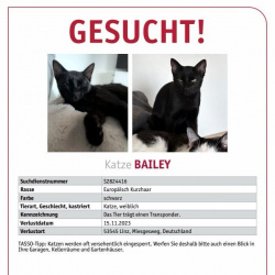 Profilbild von Katze Bailey in Linz vermisst