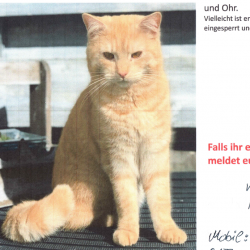 Profilbild von Kater vermisst in Koblenz