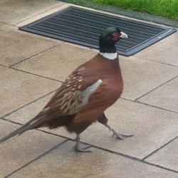 Profilbild von Fasan in Leimersdorf gesichtet 