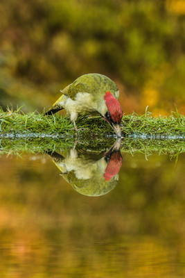 Grünspecht; Bild: Ralf Thierfelder (www.fotoversteck.de)