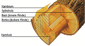 Aufbau eines Baumstammes; Bild: Archiv Landesforsten Rheinland-Pfalz